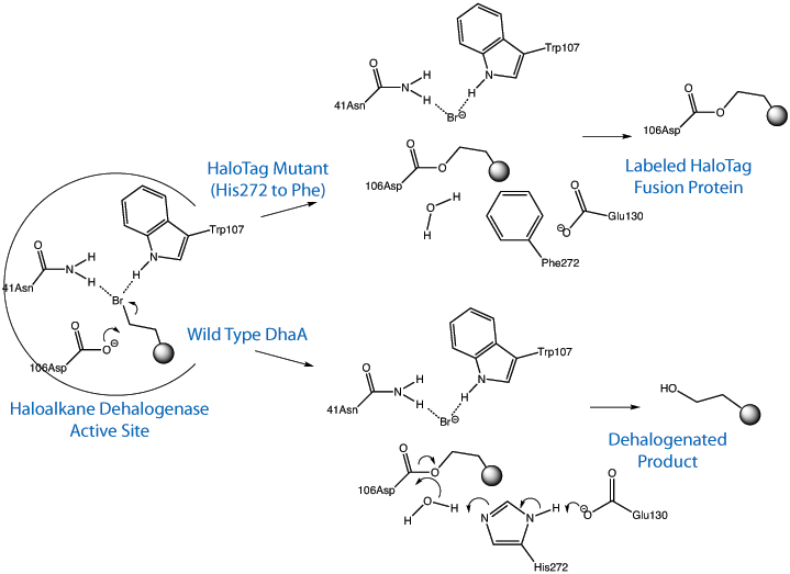 Structure 2