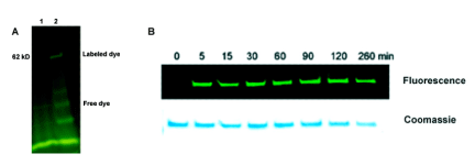 Structure 2