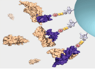 Figure 1B