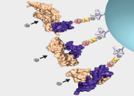 Figure 1C