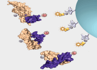 Figure 1D