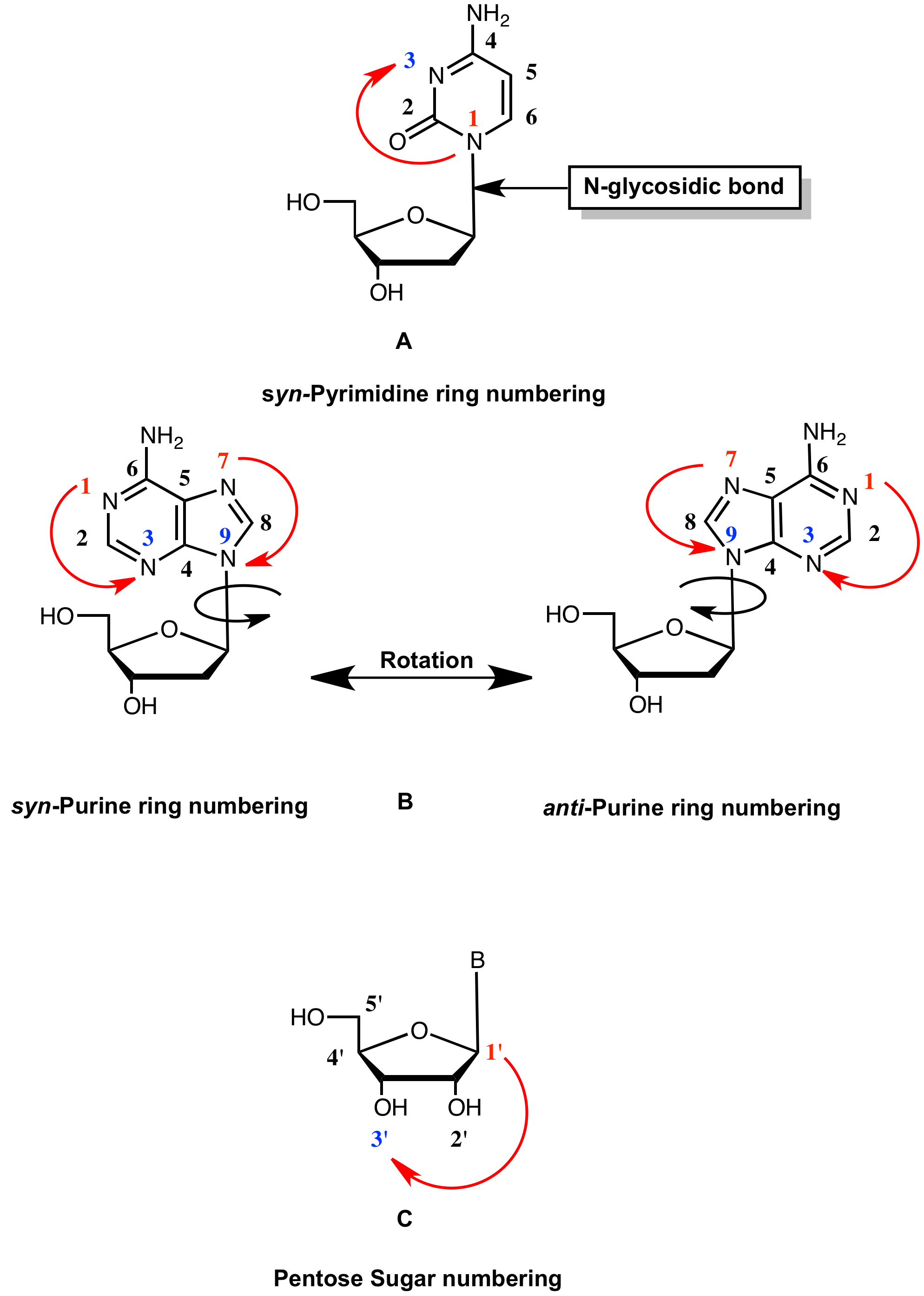 Nucleotide Metabolism | PDF | Nucleotides | Biosynthesis