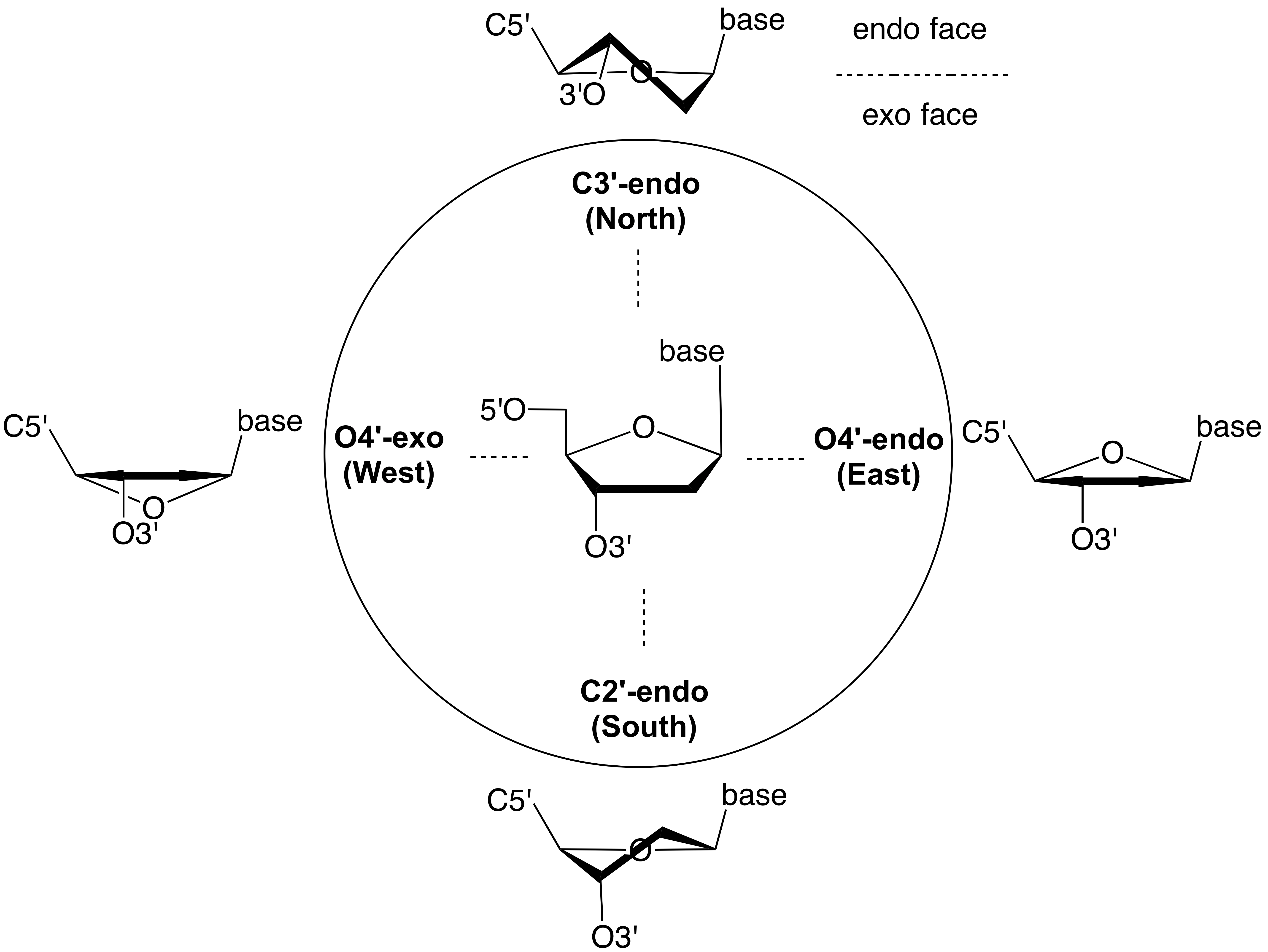 Carbohydrates - Structure and Classification - Chemistry Steps