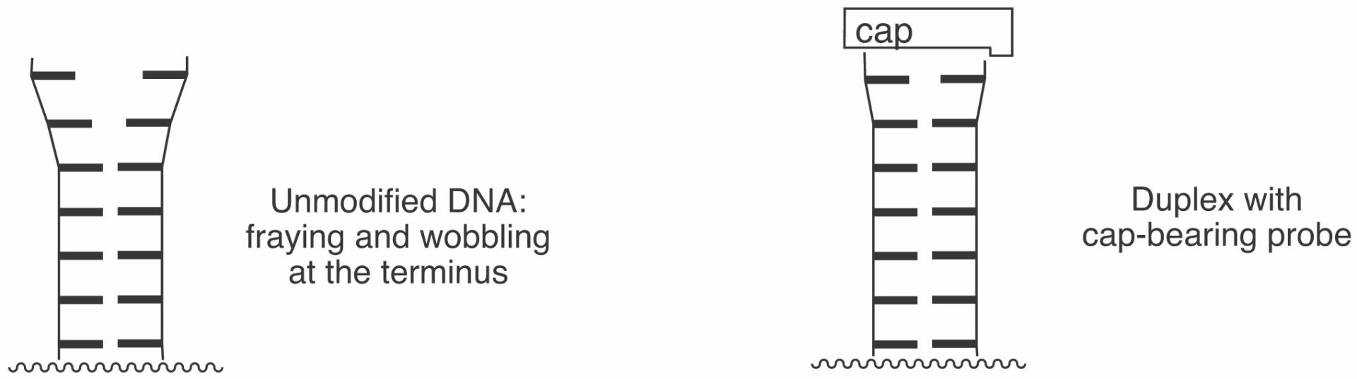 FIGURE 1: STACKING OF CAP ON 5’ TERMINAL BASE PAIR